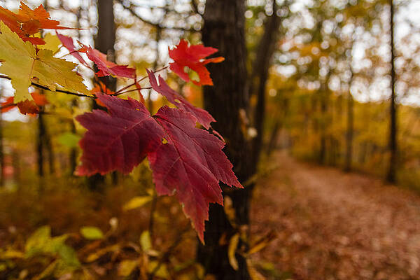 Wall Art - Photograph - Fall foliage #8 by SAURAVphoto Online Store