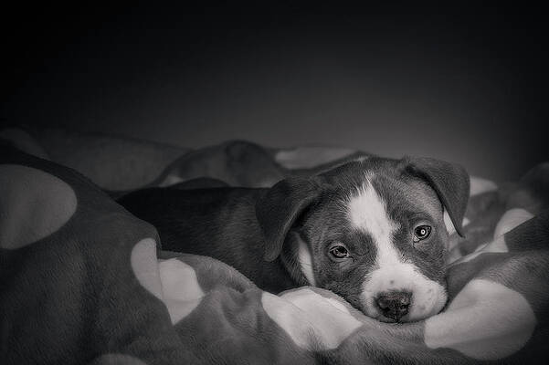 Wall Art - Photograph - American Pitbull Puppy #9 by Peter Lakomy