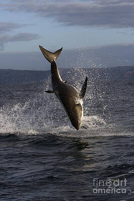 Wall Art - Photograph - Great White Shark #9 by Jean-Louis Klein & Marie-Luce Hubert