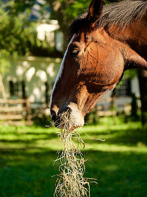 Wall Art - Photograph - A Bale by Rachel Morrison