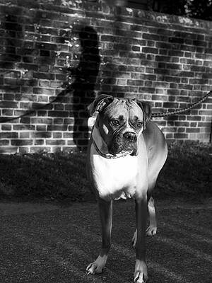 A Boxer on a Leash by Rachel Morrison A Boxer on a Leash by Rachel Morrison