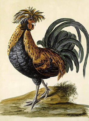 A Cockerel Print by Peter Paillou