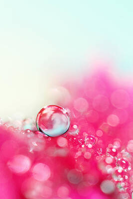 Wall Art - Photograph - A Drop with Raspberrys and Cream by Sharon Johnstone