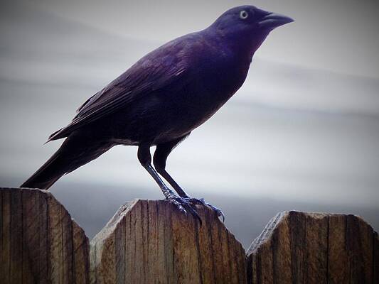 Wall Art - Photograph - A Gallant Bird by Jan Gelders