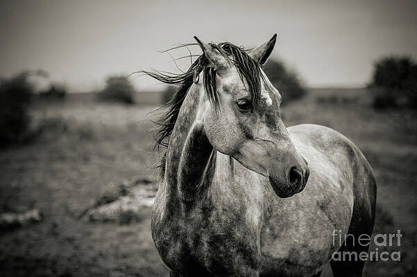 Wall Art - Photograph - A horse in profile in black and white by Dimitar Hristov