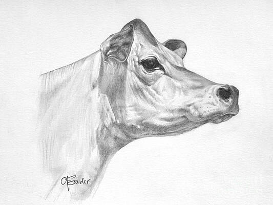 Cow face vector illustration Cow face sketch vector illustration   CanStock