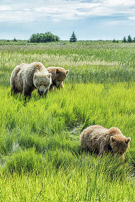 A Mother and Her Two Cubs, No. 3 by Belinda Greb A Mother and Her Two Cubs, No. 3 by Belinda Greb