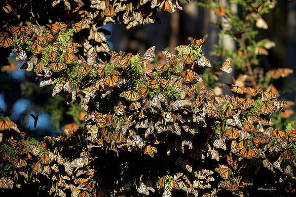 A Multitude of Monarchs by Deana Glenz A Multitude of Monarchs by Deana Glenz
