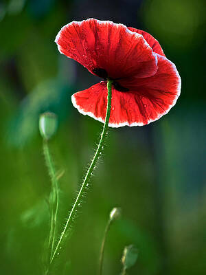 A Red and White Poppy Flower by Rachel Morrison A Red and White Poppy Flower by Rachel Morrison