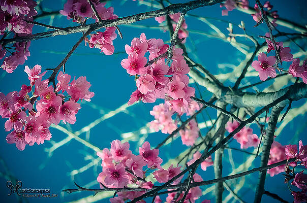 A Time to Blossom by Karen Musick A Time to Blossom by Karen Musick