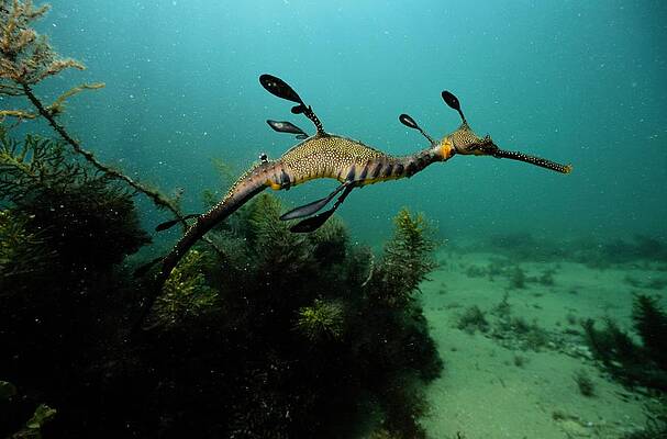 Weedy Sea Dragon Art Fine Art America