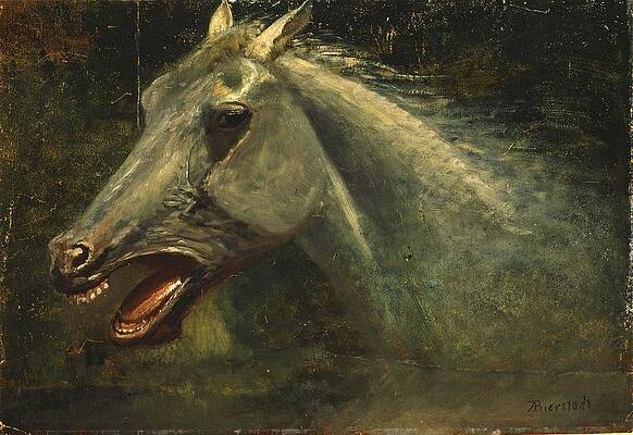 A Wild Stallion Print by Albert Bierstadt