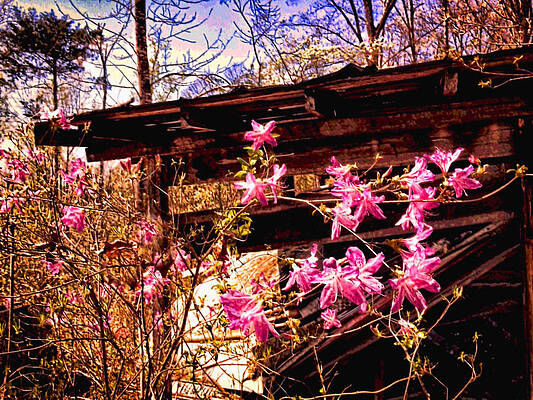 Abandoned Flowers by Morgan Carter Abandoned Flowers by Morgan Carter