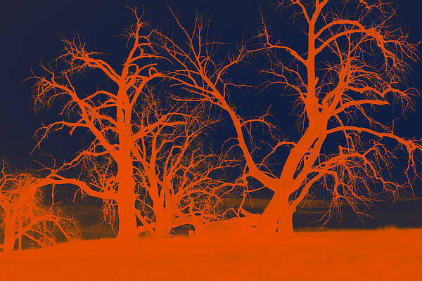 Abstract Red Black Tree Photograph By Mike Loudemilk