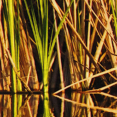 Wall Art - Photograph - Abstract Reeds Triptych Top by Steven Sparks