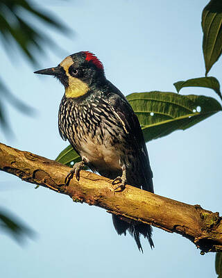 Wall Art - Photograph - Acorn Woodpecker Alcazares Manizales Colombia by Adam Rainoff