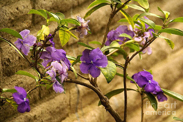 Adobe Garden Wall by Linda Shafer Adobe Garden Wall by Linda Shafer