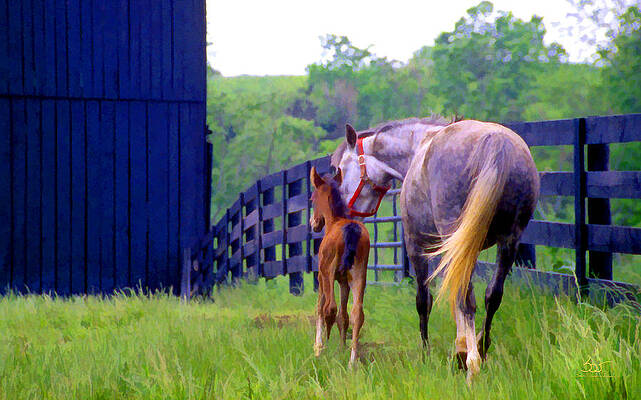 Adopted by Sam Davis Johnson Adopted by Sam Davis Johnson
