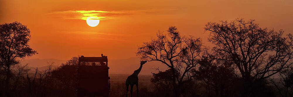 African Safari Sunset Silhouette Photograph By Susan Schmitz