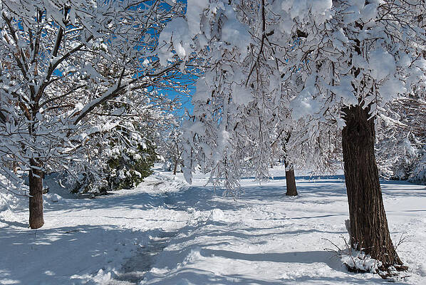 Wall Art - Photograph - After the Blizzard by Cascade Colors