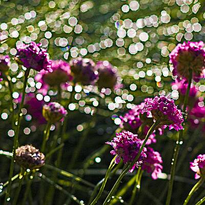 After The Rain by Damir Sirola