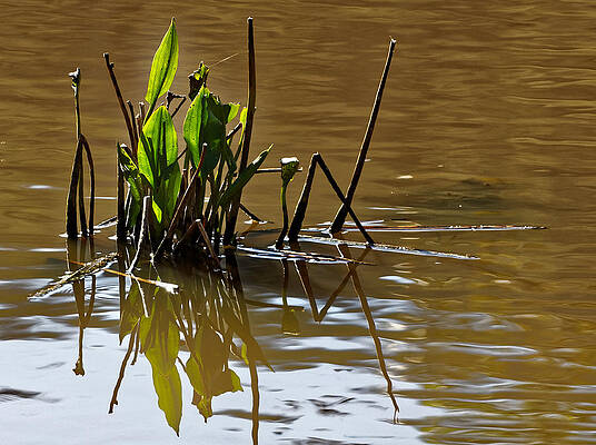 Afternoon Reflections by Renee Miller