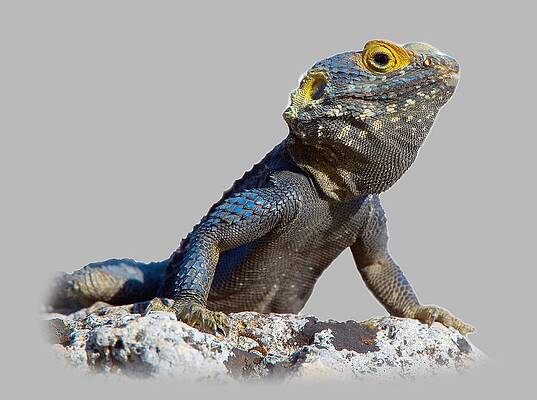 Agama basking on a rock T-shirt by Tony Mills Agama basking on a rock T-shirt by Tony Mills