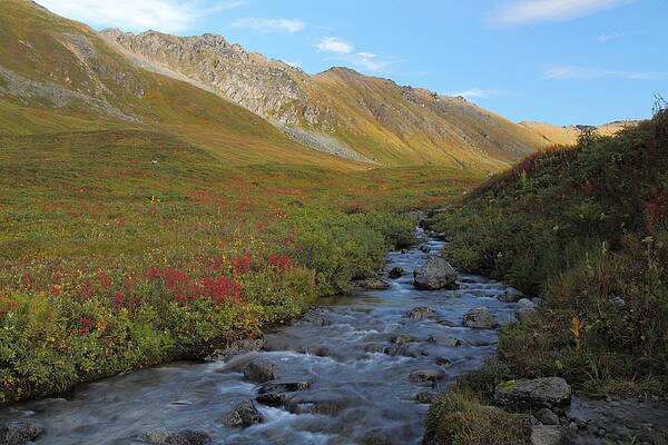Alaska Fireweed and Willow Creek Along Hatcher Pass Road by Steve Wolfe Alaska Fireweed and Willow Creek Along Hatcher Pass Road by Steve Wolfe
