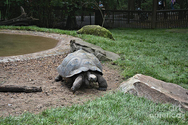 Aldabra Tortoise by Wanda-Lynn Searles Aldabra Tortoise by Wanda-Lynn Searles