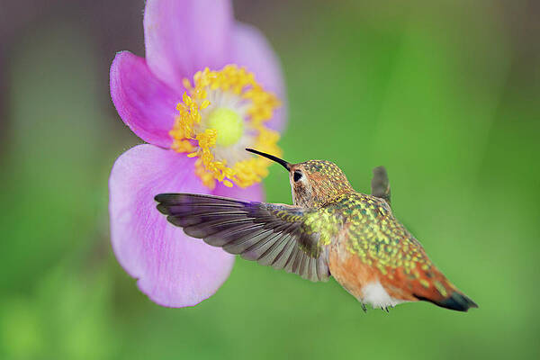 Allens Hummingbird and Anemone by Susan Gary Allens Hummingbird and Anemone by Susan Gary