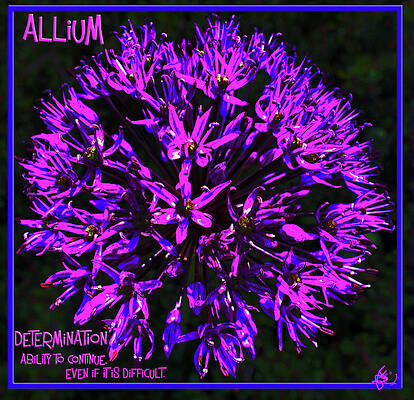 Wall Art - Digital Art - Allium Determination by Judy Fry