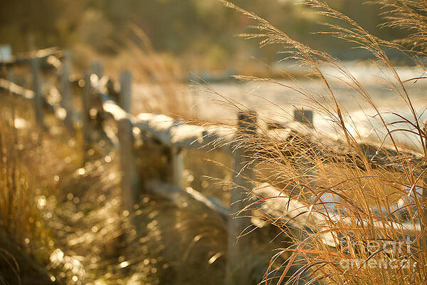 Wall Art featuring the photograph Along The Riverwalk by Rachel Morrison