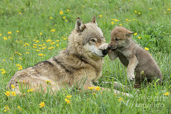 Alpha Female Wolf Playing With Pup by Tibor Vari Alpha Female Wolf Playing With Pup by Tibor Vari