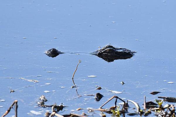 American Alligator by David Campione American Alligator by David Campione