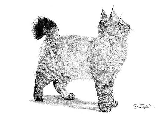 American Bobtail Cat Art Fine Art America