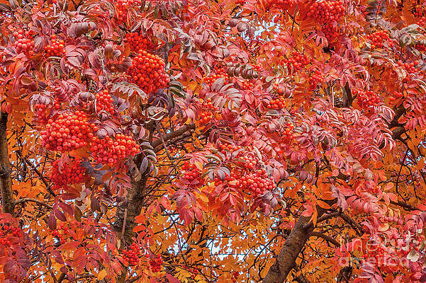 American Mountain Ash in Autumn by Sue Smith American Mountain Ash in Autumn by Sue Smith