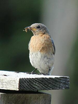 American Robin by Charles and Melisa Morrison American Robin by Charles and Melisa Morrison