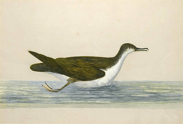 An Eider Drake Print by Peter Paillou