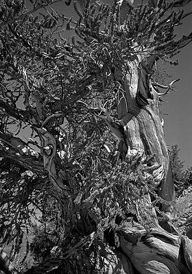Ancient Bristlecone Pine Tree, Composition 3 BW, Inyo National Forest, White Mountains, California by Kathy Anselmo Ancient Bristlecone Pine Tree, Composition 3 BW, Inyo National Forest, White Mountains, California by Kathy Anselmo