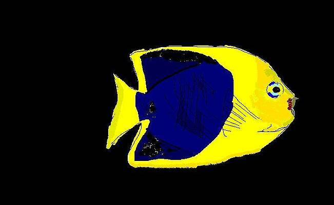 Angel fish by Robert Rodriguez
