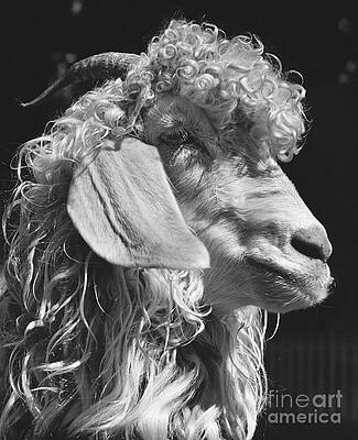 Angora Goat Art for Sale - Pixels Merch