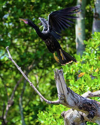 Wall Art - Photograph - Anhinga Launching Itself from a Dead Tree by Artful Imagery