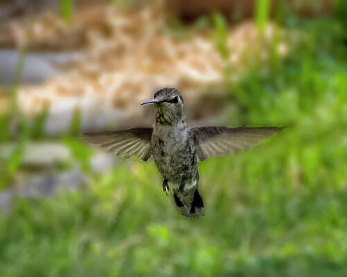 Wall Art - Photograph - Anna's Hummingbird h1823 by Mark Myhaver