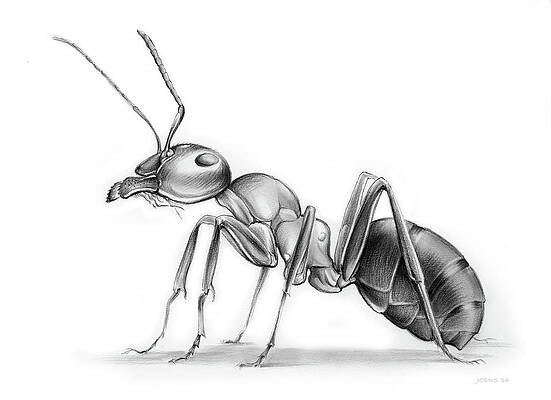 Ants Drawings Fine Art America