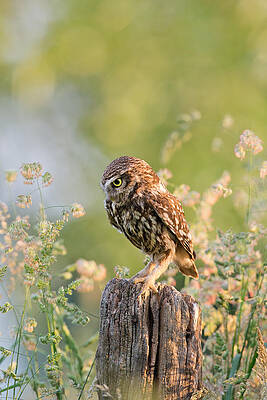 Wall Art - Photograph - Anticipation - Little Owl staring at its Prey by Roeselien Raimond