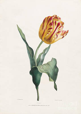 Dutch Tulip Paintings Fine Art America
