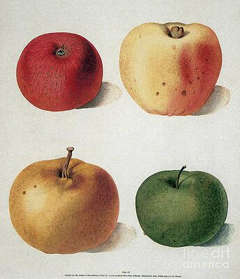 Wall Art - Photograph - Apples by Granger