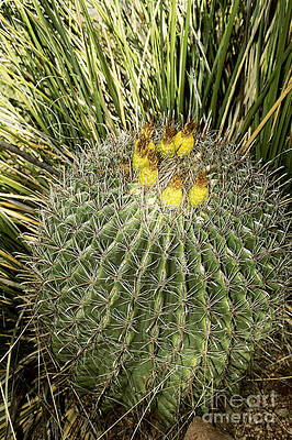 Wall Art - Photograph - Arizona Barrel Cactus by John Kaprielian