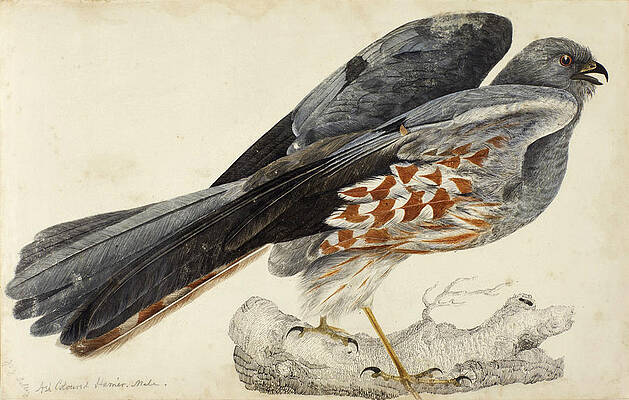 Ash Coloured Harrier, Male Print by Prideaux John Selby