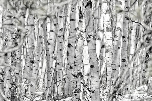 Aspen Forest IV by Brad Allen Fine Art Aspen Forest IV by Brad Allen Fine Art